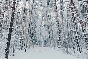 Beautiful winter forest after a snowfall, Russia