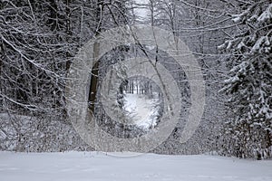 Beautiful winter forest. Snowy nature. Cloudy day.