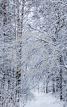 Beautiful winter forest with snowy trees. Many twigs covered with snow