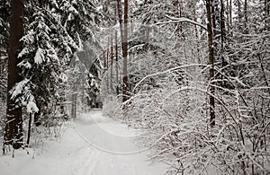 Beautiful winter forest with snowy trees and white road. Ð lot of thin twigs covered with snow