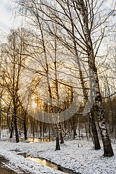 Beautiful winter forest during sunset. Through the sprawling snow-covered branches of the trees visible rays of setting sun