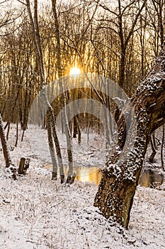 Beautiful winter forest during sunset. Through the sprawling snow-covered branches of the trees visible rays of setting sun