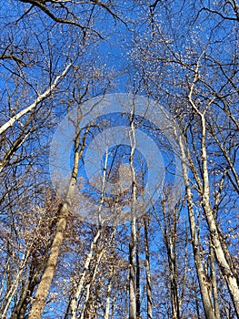 Beautiful Winter Forest With Tall Trees and Blue Sky in February