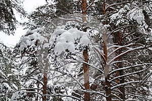 Beautiful winter forest. Trunks of trees covered with snow. Winter landscape. White snows covers ground and trees. Majestic