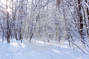 Beautiful winter forest in the winter sunlight.