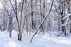 Beautiful winter forest in the winter sunlight.