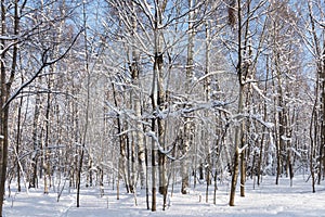 Beautiful winter forest in the winter sunlight.
