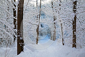 Beautiful winter forrest