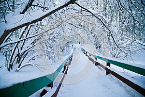 Beautiful winter forrest