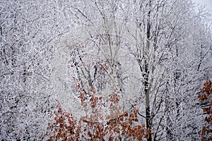 Beautiful winter, frost on the trees