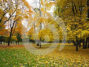 Beautiful winter garden The leaves are changing color