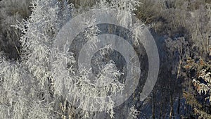 Beautiful winter hoarfrost on trees in forest, aerial