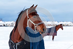 Beautiful winter horse portrait in special warm winter jacket