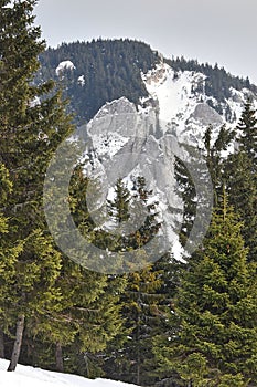 Beautiful winter image over the mountains with green pinetrees and snow