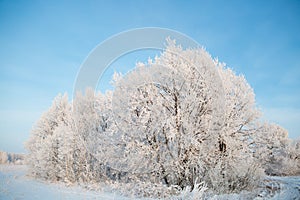 Beautiful winter landscape birch trees with hoarfrost, covered at sunbeams of setting sun, fairy tale of frosty winter