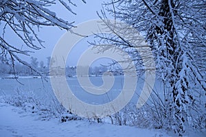 Beautiful winter landscape in blue tones. Snow-covered trees on the bank of a frozen river after a snowfall