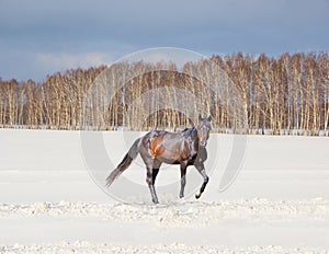 Beautiful winter landscape with a brown horse on a snow-covered field