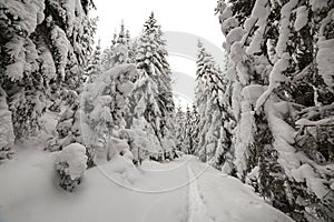 Beautiful winter landscape. Dense mountain forest with tall dark green spruce, path in white clean deep snow on bright frosty