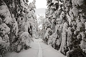 Beautiful winter landscape. Dense mountain forest with tall dark green spruce, path in white clean deep snow on bright frosty