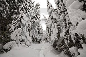 Beautiful winter landscape. Dense mountain forest with tall dark green spruce, path in white clean deep snow on bright frosty