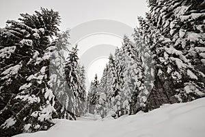 Beautiful winter landscape. Dense mountain forest with tall dark green spruce trees covered with clean deep snow on bright frosty