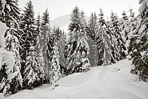 Beautiful winter landscape. Dense mountain forest with tall dark green spruce trees covered with clean deep snow on bright frosty