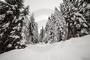 Beautiful winter landscape. Dense mountain forest with tall dark green spruce trees covered with clean deep snow on bright frosty