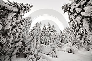 Beautiful winter landscape. Dense mountain forest with tall dark green spruce trees covered with clean deep snow on bright frosty