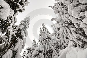 Beautiful winter landscape. Dense mountain forest with tall dark green spruce trees covered with clean deep snow on bright frosty