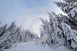 Beautiful winter landscape. Dense mountain forest with tall dark green spruce trees, path in white clean deep snow on bright