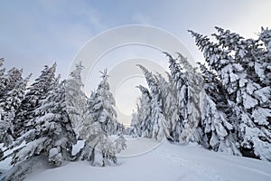 Beautiful winter landscape. Dense mountain forest with tall dark green spruce trees, path in white clean deep snow on bright