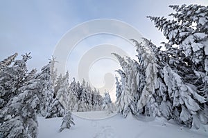 Beautiful winter landscape. Dense mountain forest with tall dark green spruce trees, path in white clean deep snow on bright