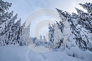 Beautiful winter landscape. Dense mountain forest with tall dark green spruce trees, path in white clean deep snow on bright