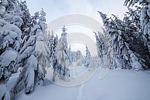 Beautiful winter landscape. Dense mountain forest with tall dark green spruce trees, path in white clean deep snow on bright