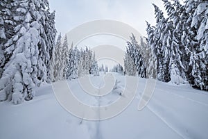 Beautiful winter landscape. Dense mountain forest with tall dark green spruce trees, path in white clean deep snow on bright