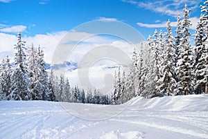 Beautiful winter landscape with fir trees