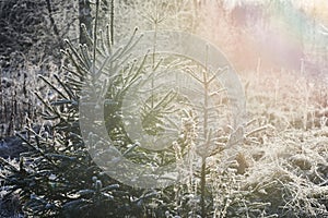 Beautiful winter landscape with fir trees covered with ice crystals