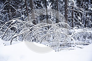 Beautiful winter landscape, fir trees are covered with snow in winter forest