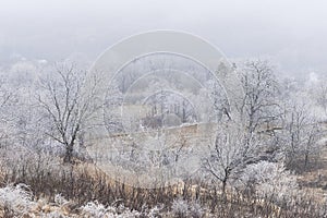 beautiful winter landscape with fog 6