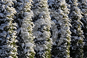 A beautiful winter landscape of forest. First snow in Norther Europe.