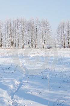 Beautiful winter landscape of forest glade with snow-covered trees in hoarfrost. The path is trampled in the snow. Winter