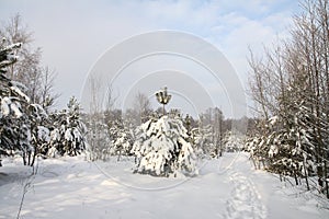 Beautiful winter landscape in forest. Road outside the city and snowfall. Snowdrifts in the park and uncleaned street.