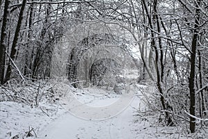 Beautiful winter landscape the forest. Road outside the city and snowfall. Snowdrifts in the park and uncleaned street.