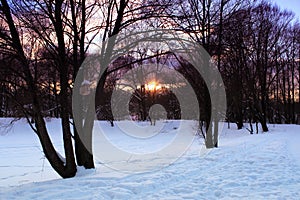 Beautiful winter landscape in the forest at sunset time. Pink sunset landscape