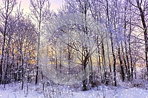 Beautiful winter landscape with forest, trees covered snow, snowflakes and sunset
