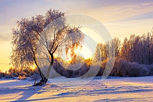 Beautiful winter landscape with forest, trees covered snow and sunrise