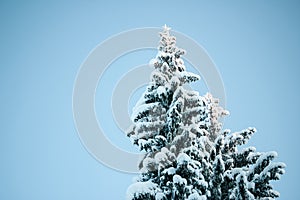 Beautiful winter landscape, forest trees, pines and firs covered with snow against the sky.