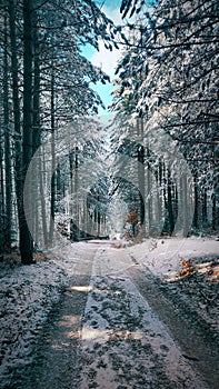 Beautiful winter landscape with forest, trees and sunrise...