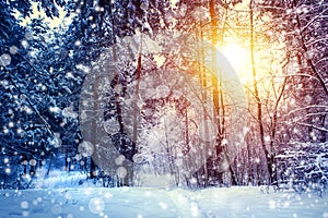 Beautiful winter landscape with forest, trees and sunrise. winterly morning of a new day. Christmas landscape with snow. photo