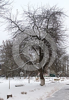 Beautiful winter landscape in forests and parks